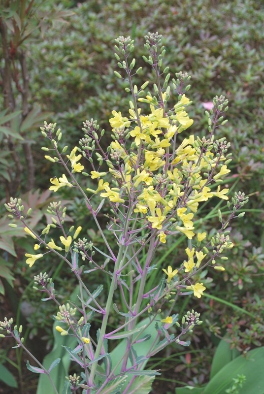 e0025300_1657910.jpg