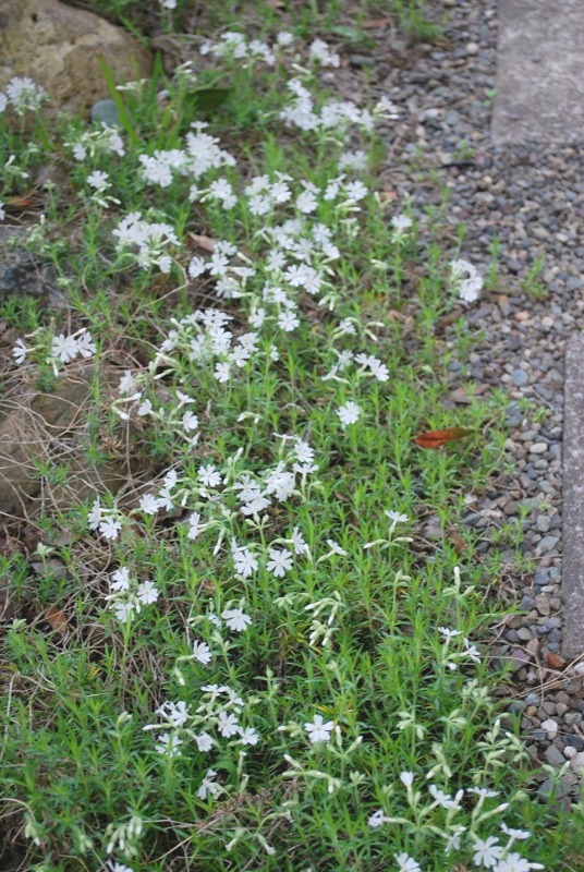 e0025300_16592089.jpg