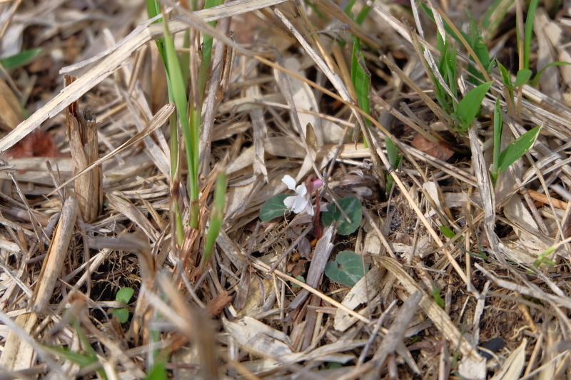 b0364433_21520395.jpeg