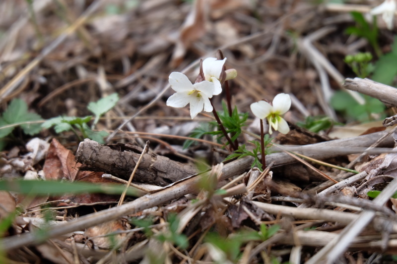 b0364433_22015597.jpeg