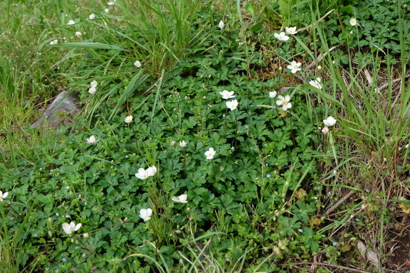 b0364433_22120868.jpeg