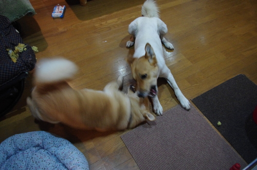 c0266644_2373626.jpg
