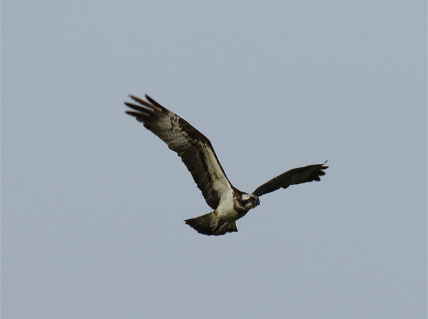 f0214649_3433941.jpg