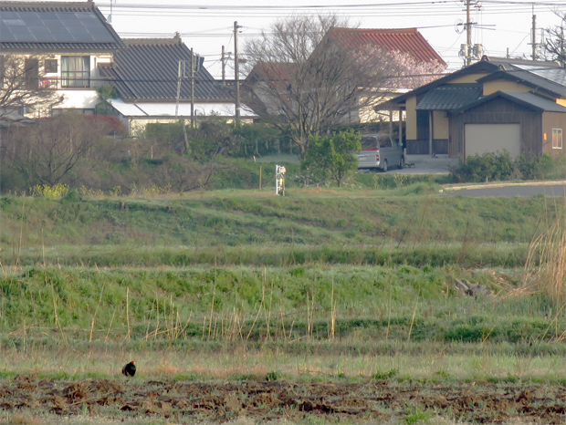 f0214649_405679.jpg