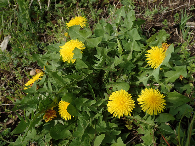 f0214649_4512061.jpg