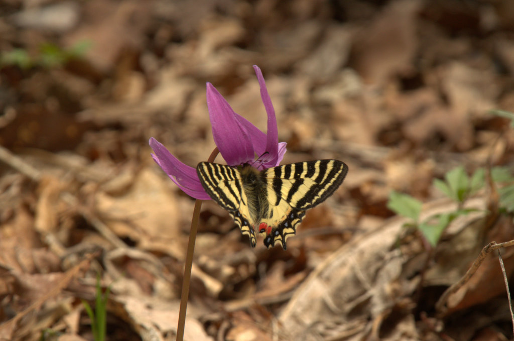 d0098057_4452367.jpg