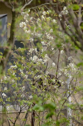 c0186463_16393544.jpg