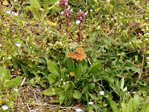 a0347276_05095835.jpg