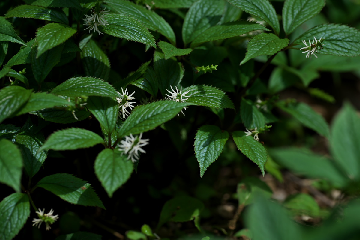 a0083081_106390.jpg
