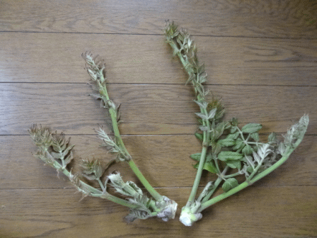 b0017215_1828552.gif