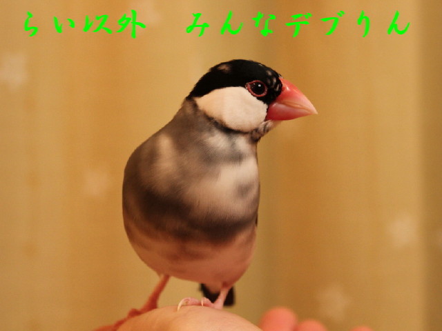 c0365734_21361327.jpg