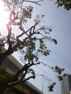 c0056437_20221796.jpg
