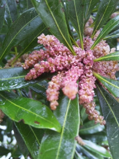 c0056437_912392.jpg