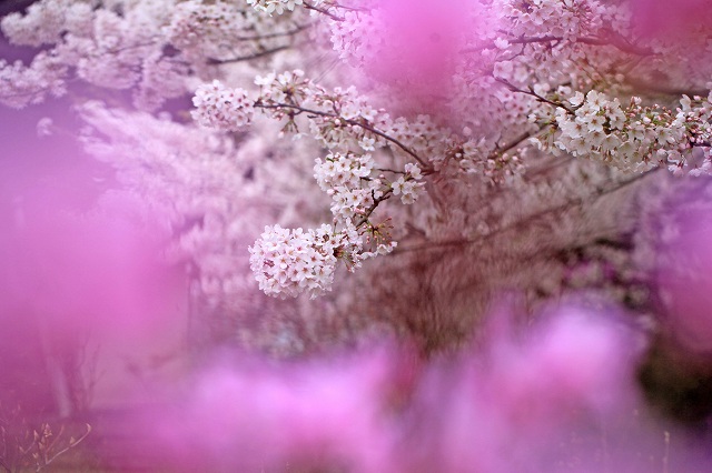 a0242438_20544086.jpg