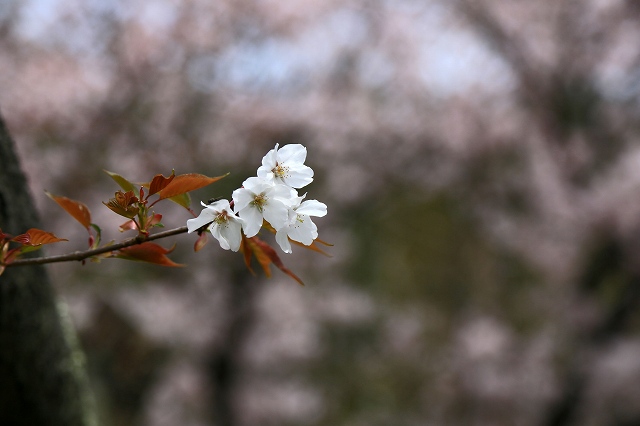 a0242438_2055562.jpg