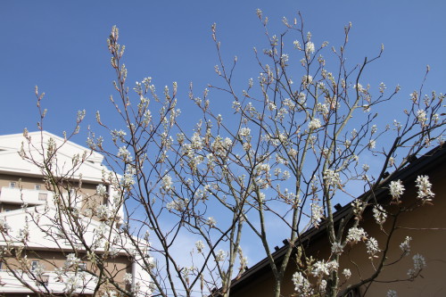 e0114977_14272016.jpg