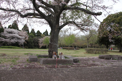 e0114977_1494028.jpg