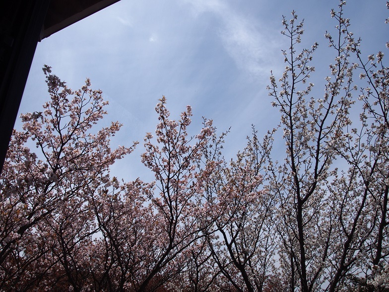 f0101679_748330.jpg