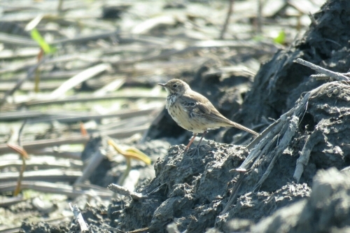 e0357387_06214546.jpg