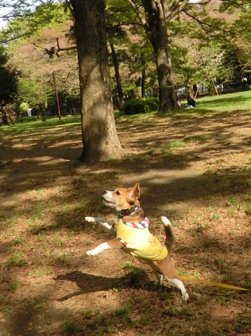 a0319693_82218.jpg