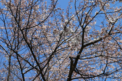 c0075701_22361188.jpg