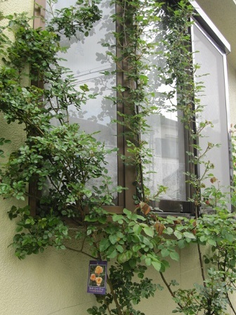 c0152002_17215523.jpg
