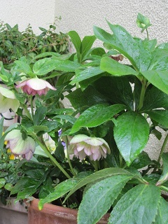 c0152002_17225107.jpg