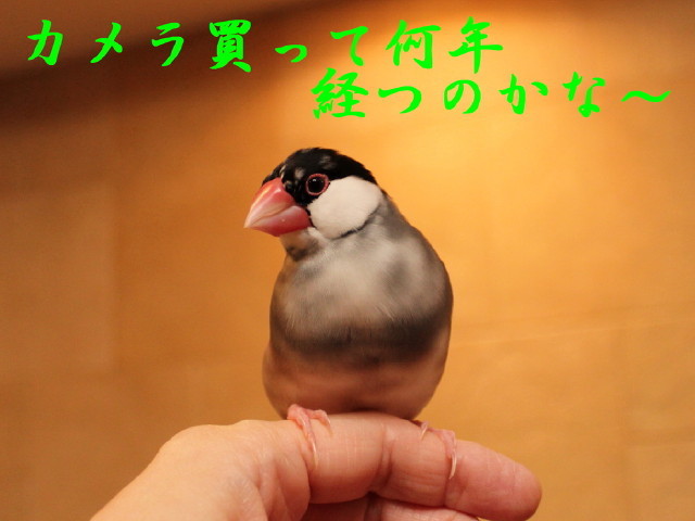 c0365734_21093811.jpg