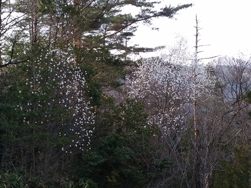 c0300035_17353516.jpg