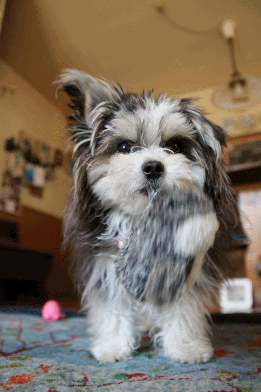 c0145250_15333279.gif