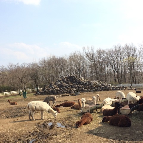 b0090883_17413158.jpeg