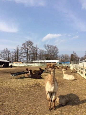 b0090883_17414728.jpeg