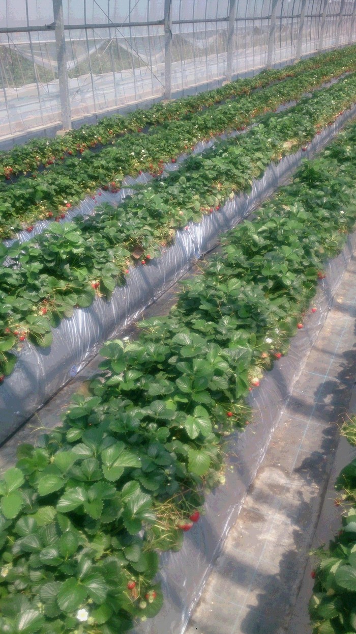 a0168988_19402041.jpg