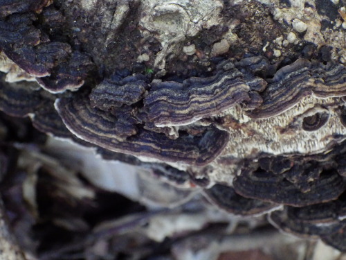 e0352220_17222089.jpg