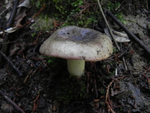 e0352220_17235167.jpg