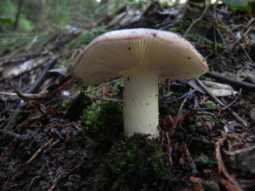 e0352220_17242032.jpg