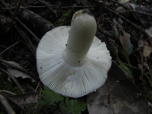 e0352220_17244231.jpg