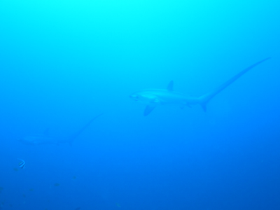 e0184067_1832573.jpg