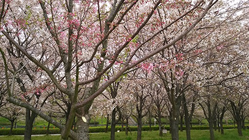 e0020682_17152012.jpg