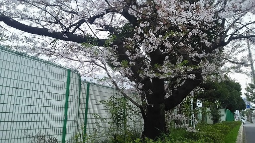 e0020682_1743309.jpg