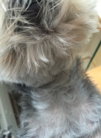 b0188998_18190612.jpeg