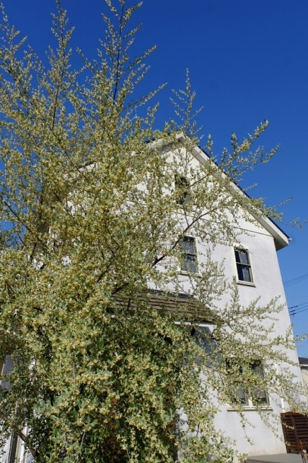 f0113108_09134524.jpg