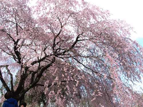 e0312121_1317260.gif