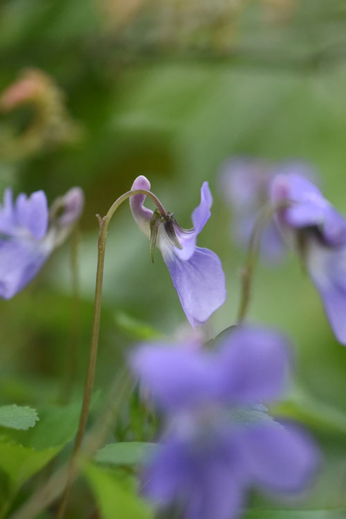 f0302638_1527775.jpg
