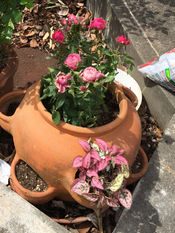 c0116550_23512015.jpg