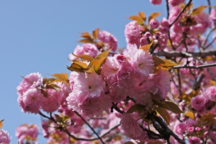 e0177271_20111396.jpg