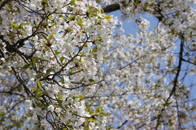 e0177271_20112300.jpg
