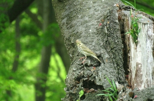 e0357387_07113798.jpg