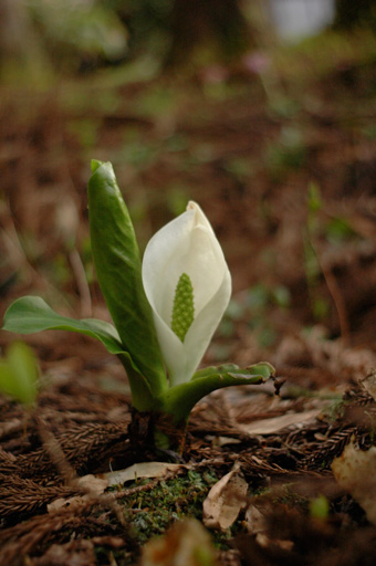 a0061599_7312167.jpg