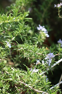 e0209900_17143831.jpg